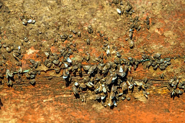 Eski bir gemi gemi duvarına kabukları