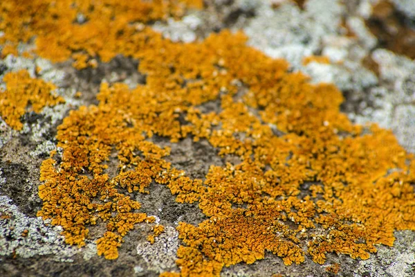 Lichen on volcano rock — Stock Photo, Image