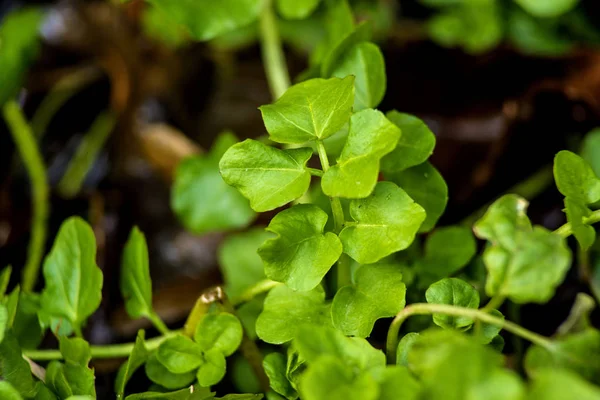 Agrião de água, Nasturtium officinale — Fotografia de Stock