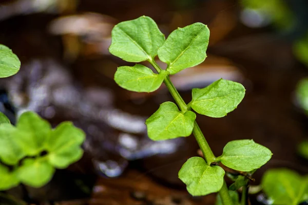 Berro de agua, Nasturtium officinale —  Fotos de Stock