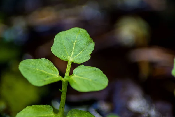 Berro de agua, Nasturtium officinale —  Fotos de Stock