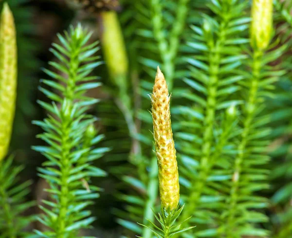 Huperzia, musgo de abeto, planta medicinal em uma floresta — Fotografia de Stock