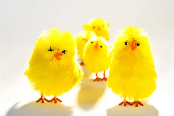 Easter biddies i rad — Stockfoto