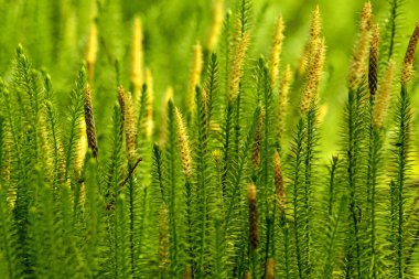 Huperzia, fir moss, medicinal plant  clipart