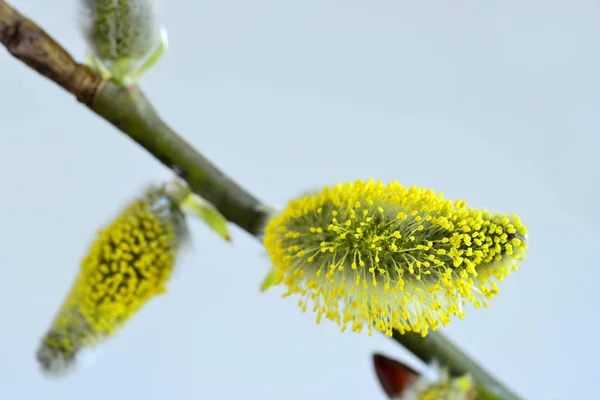 Willow blossom på våren i Tyskland — Stockfoto