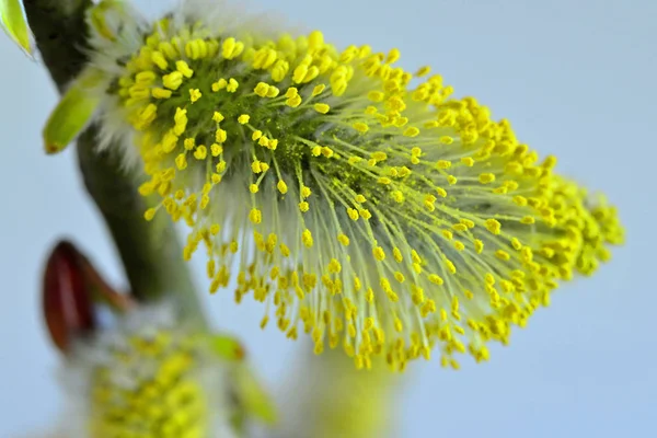 Willow blossom på våren i Tyskland — Stockfoto