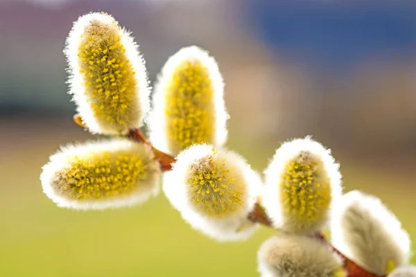 Willow blossom på våren — Stockfoto