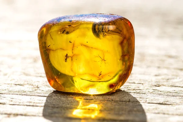 Amber with embedded insect — Stock Photo, Image