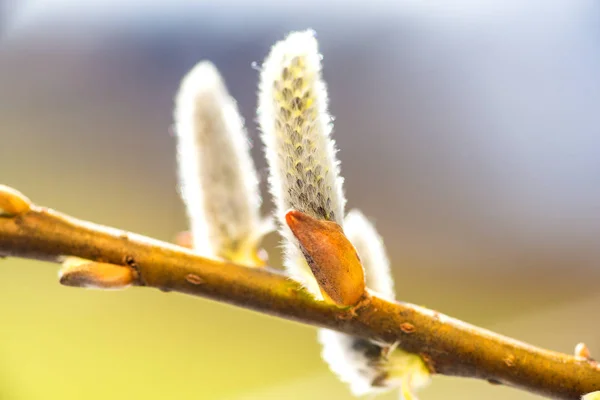 Willow blossom på våren — Stockfoto