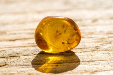 Amber katıştırılmış böcek ile