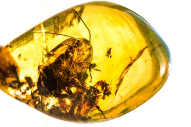 Amber katıştırılmış böcek ile