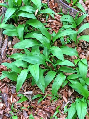 Alman ormanında yabani sarımsak