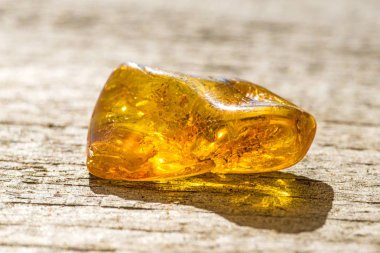 Amber katıştırılmış böcekler ile