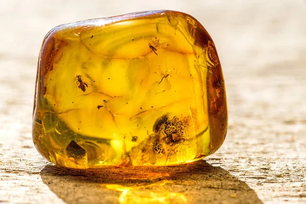 Amber med inbäddade insekter — Stockfoto