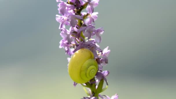 Brimstone butterfly on wild orchid flower — Stock Video