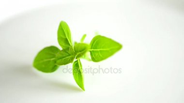 fesleğen dönüş tablo