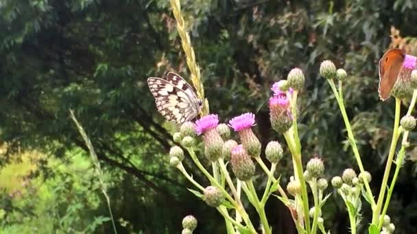 Bianco marmorizzato su un cardo — Video Stock