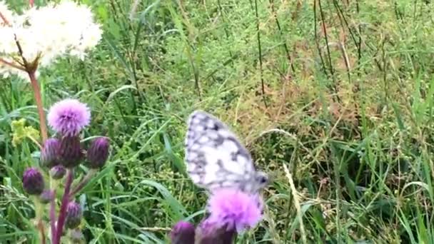 Marbled white on a thistle — Stock Video