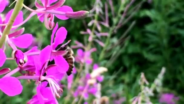 Biene auf Wicken-Blüte — Stockvideo