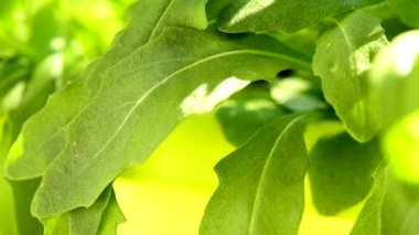 Arugula, baharda genç bitkiler