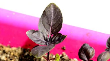  Fesleğen baharat ve şifalı bitki, fidan