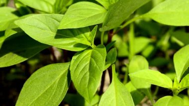 bir tencerede limon fesleğen