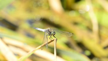 Avrupa yusufçuk devriliverdi Kepçe, Orthetrum coerulescens, nadir, tehlikede 