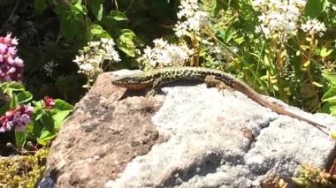 kertenkele bir kale Fransa'da bir antika duvar Tarih