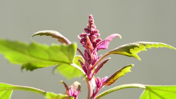 Lebeda, jeden z nejstarších pěstovaných rostlin — Stock video