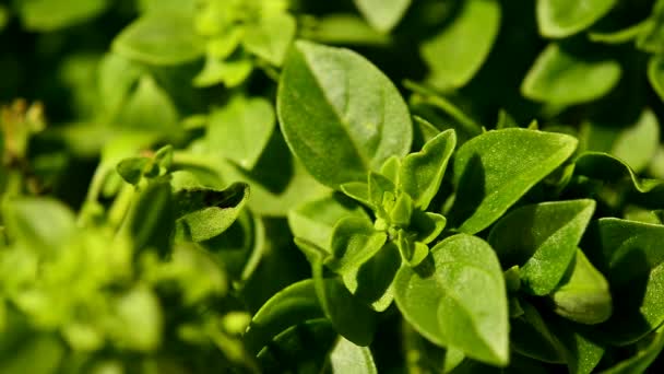 Albahaca en una olla — Vídeos de Stock