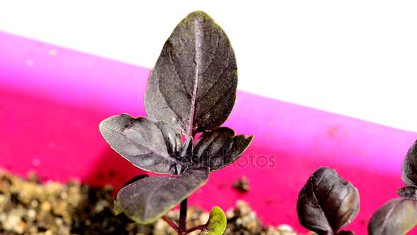 Especias de albahaca y hierbas medicinales, plántulas — Vídeo de stock