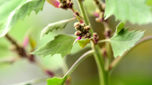 Ораче, одно из древнейших культурных растений — стоковое видео