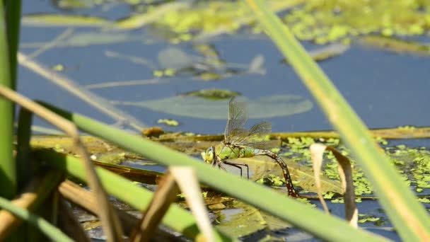 The emperor dragonfly, female laying eggs — Stock Video