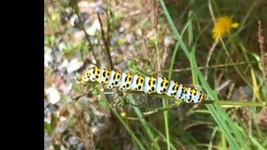 Eruca swallowtail kelebek
