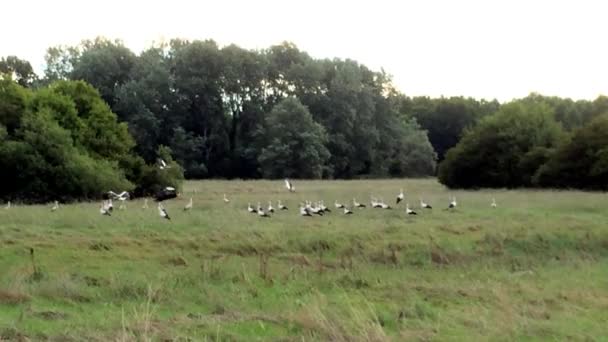 Cigüeñas en un prado en Alsacia, Francia — Vídeos de Stock