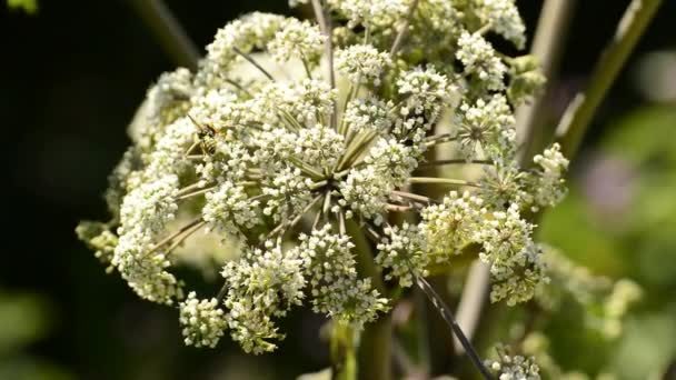 Angelica, bylinka německé středověké kláštery — Stock video