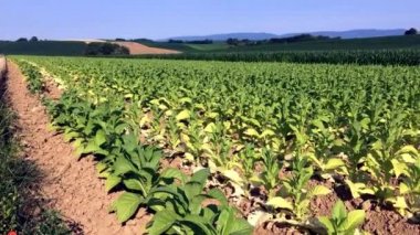 alan tütün Fransa, Alsass