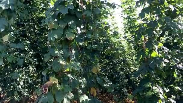 Cultivo de lúpulo en Alsacia, Francia — Vídeos de Stock