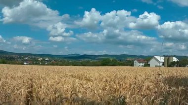 Panorama bir alanın buğday ve Alb Alman Dağları üzerinde