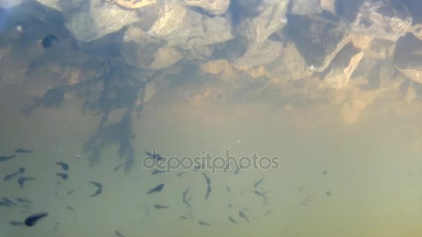 Polliwogs σε μια λίμνη, υποβρύχια — Αρχείο Βίντεο