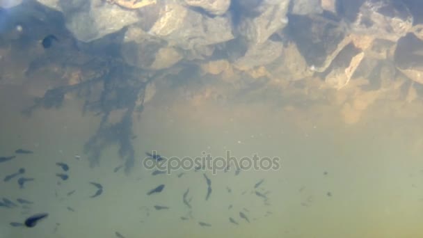 polliwogs dans un étang, sous l'eau 