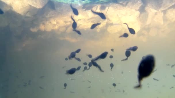Pulci v rybníce, pod vodou — Stock video