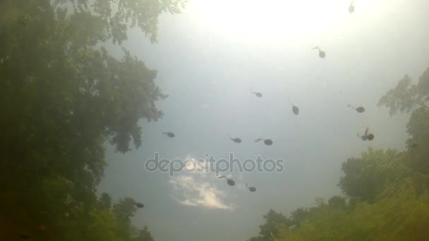 Polliwogs en un estanque, bajo el agua — Vídeos de Stock