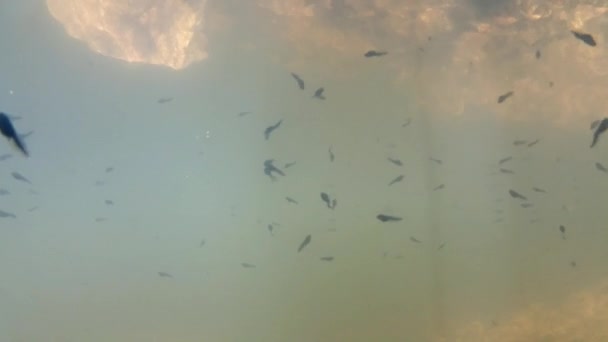 Polliwogs in a pond, underwater — Stock Video