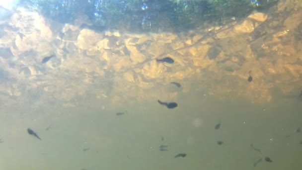 polliwogs dans un étang, sous l'eau 