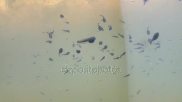 Polliwogs in einem Teich, unter Wasser — Stockvideo