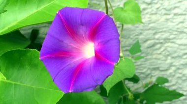 Morning glory, çiçek ile eski uyuşturucu