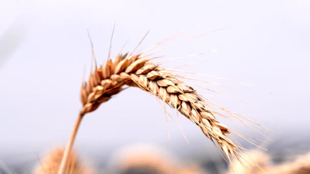 Campo de centeno con cabeza — Vídeos de Stock