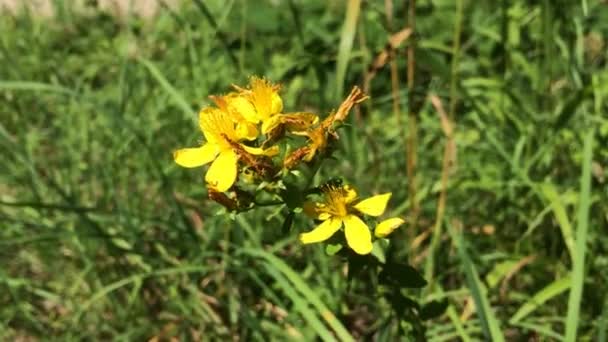 Hierba de San Juan, Hypericum perforatum, planta medicinal con flor — Vídeo de stock