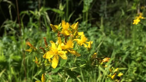 圣约翰草，贯叶连翘、 药用植物与花 — 图库视频影像